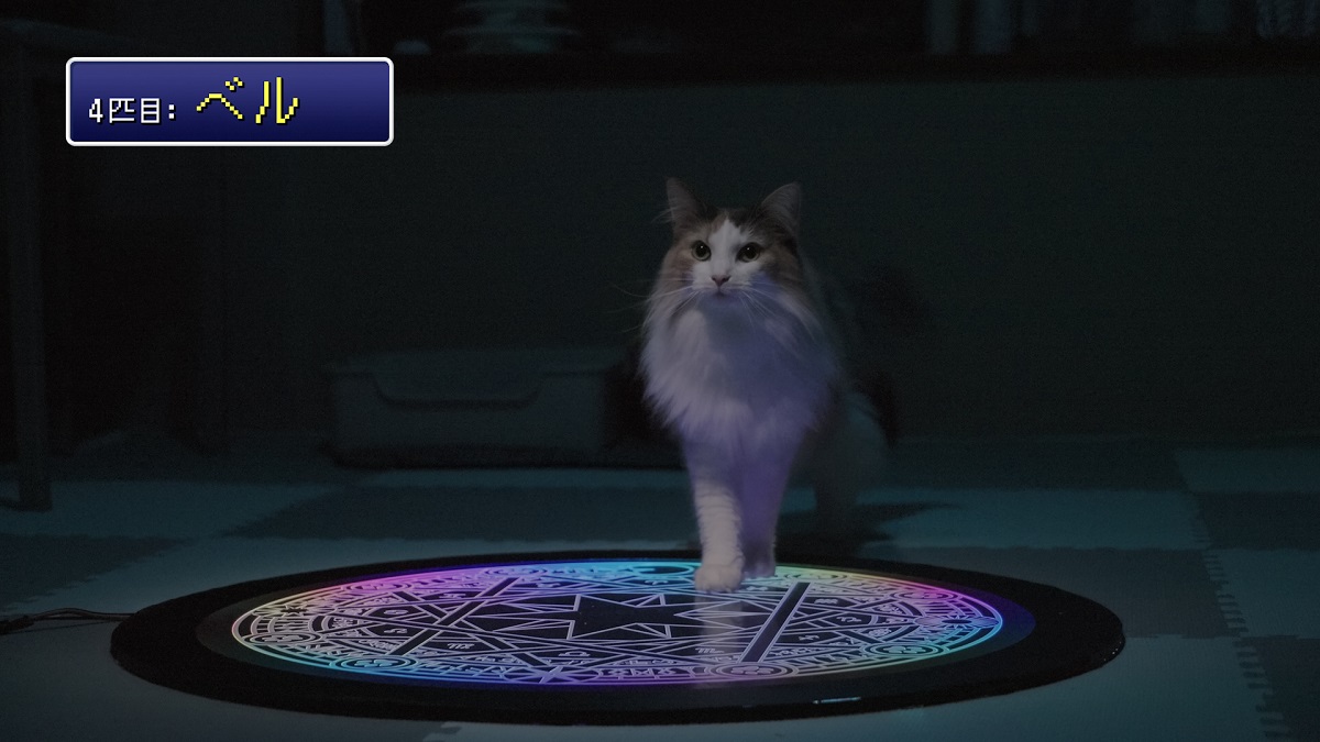 ヤマト運輸、“にゃんともゆる～い”情報エンタメ「クロネコみっけ」の